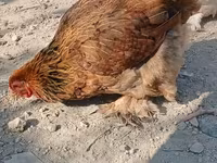 Brahma — Foto 4