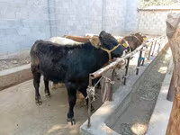 Býk, Swiss cattle — foto 2