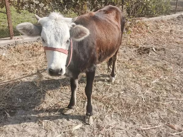 Vaca, Ganado vacuno