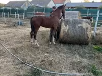 घोड़ा, Dutch warmblood horse — फ़ोटो 7