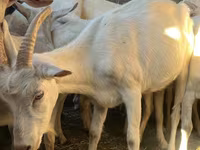 Коза, Saanen goat — фото 7