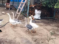 Geese — foto 4