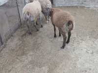 Ram, Sheep — photo 4