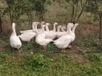 Geese — Foto 3