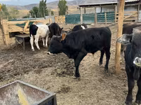 Bulle, Swiss cattle — Foto 7