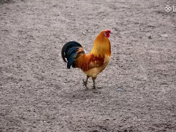 Chickens — أرمينيا