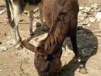 Horses (batch, sex not specified), Horses — photo 1