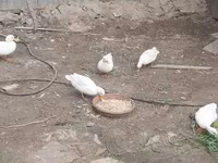 Ducks — photo 5