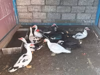 Ducks — Foto 5