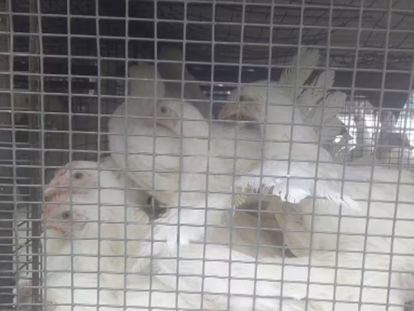 Chickens