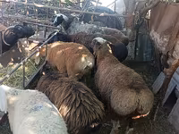 Ovce, Rhon sheep — foto 4