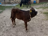 Kuh, Simmental cattle — Foto 1