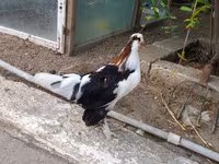 Yapon Bantam — foto 7
