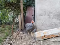 Chickens — foto 5