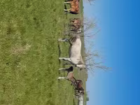 Кобила, Kazakh horse — фото 2