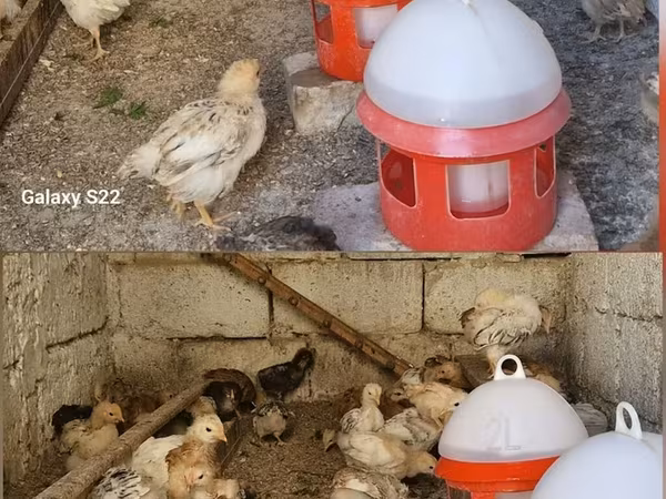 Chickens — Azerbaijan