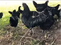 Chickens — Foto 1