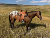 At, Horses of Sable Island — foto 2