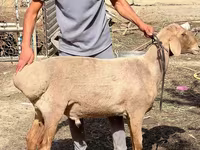 绵羊（批次，未指定性别）, Sheep — 照片 3