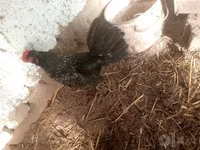 Japanisches Bantam — Foto 4