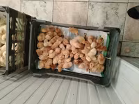 Chickens — foto 2
