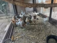 Holenderski bantam — zdjęcie 3