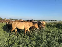 At, Bashkir horse — foto 1