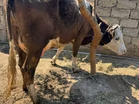Vaca, Ganado vacuno — foto 2