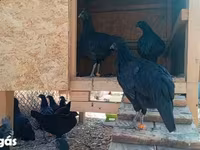 Ayam Cemani — foto 3