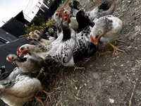 Chickens — photo 5