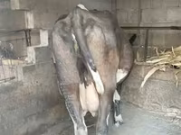 Vaca, Raza Holstein — foto 2