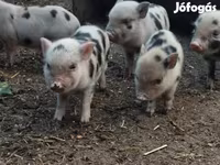 Eber, Schweine — Foto 3
