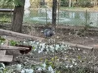Guinea fowl — zdjęcie 2