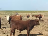 Bull, Kalmyk breed — photo 3