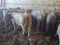 Býk, Charolais cattle — foto 1