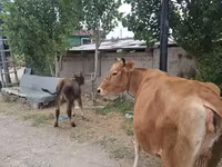 Buğa, Mal-qara — foto 4