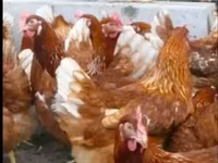 Chickens — الصورة 3