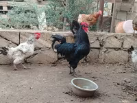 Chickens — फ़ोटो 4