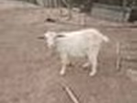 Koza, Saanen goat — foto 7