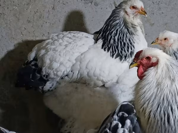 婆罗门鸡
