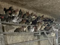 Chickens — photo 7