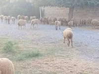 Sheep (batch, sex not specified), Sheep — photo 2