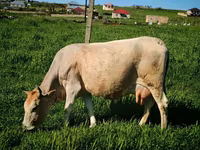 母牛, Wild yak — 照片 3