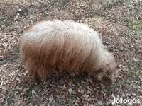 Ovce, Racka sheep — foto 1