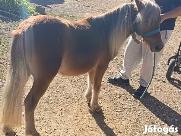 Cavalo, Shetland Pony