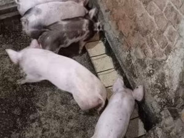 Pigs (batch, sex not specified), 