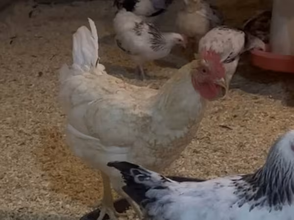 Chickens — Azərbaycan