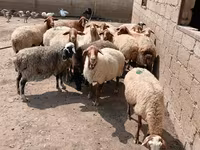 Qoyunlar (partiya, cinsi göstərilməyib), Qoyunlar — foto 1