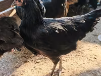 Australorp — photo 1