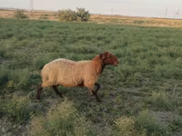 Qoç, Qoyunlar — foto 5